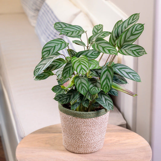 Sweet Dreams™ Exotica Never Never Plant (Ctenanthe setosa)