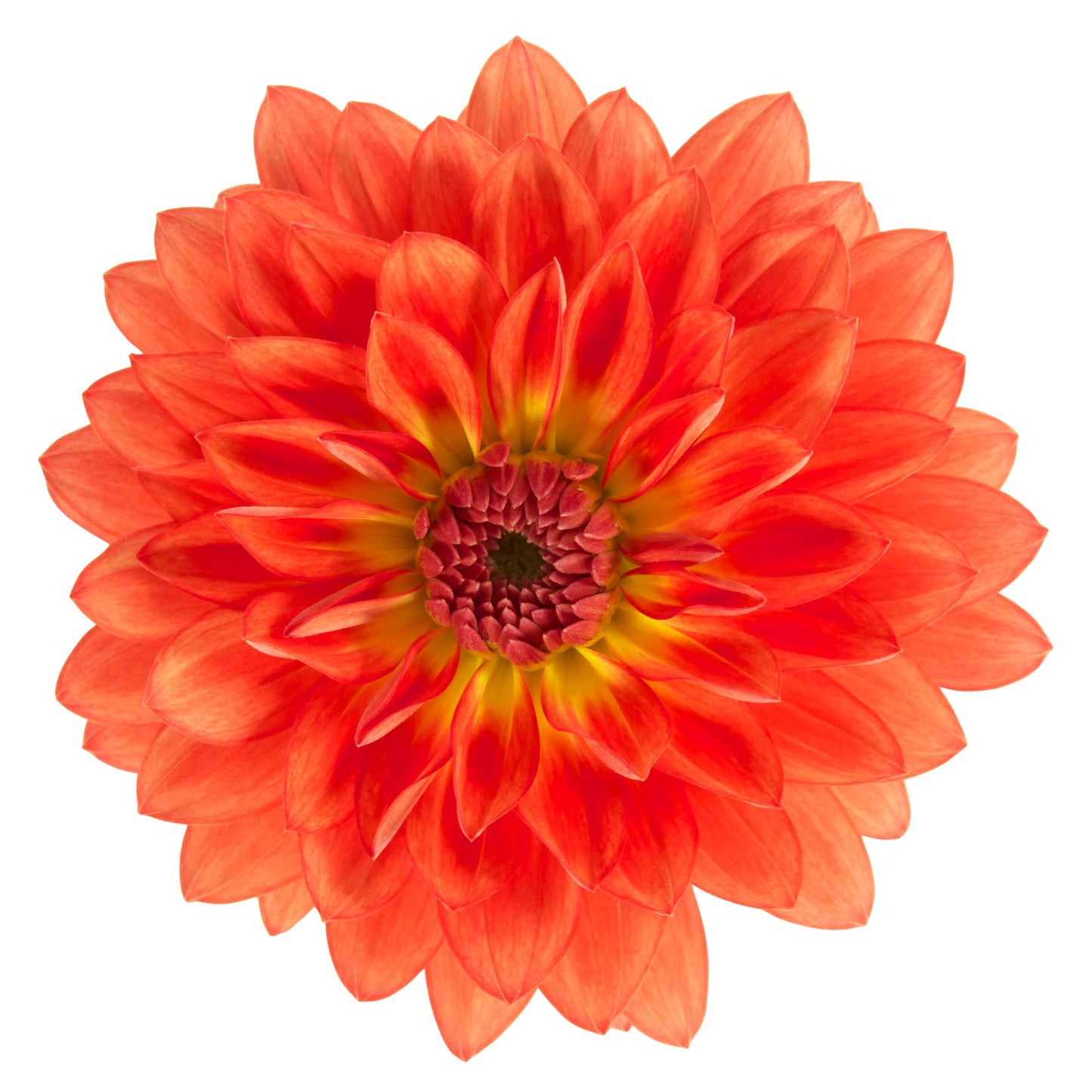 Proven Selections® Dalina® Grande Emilio Dahlia