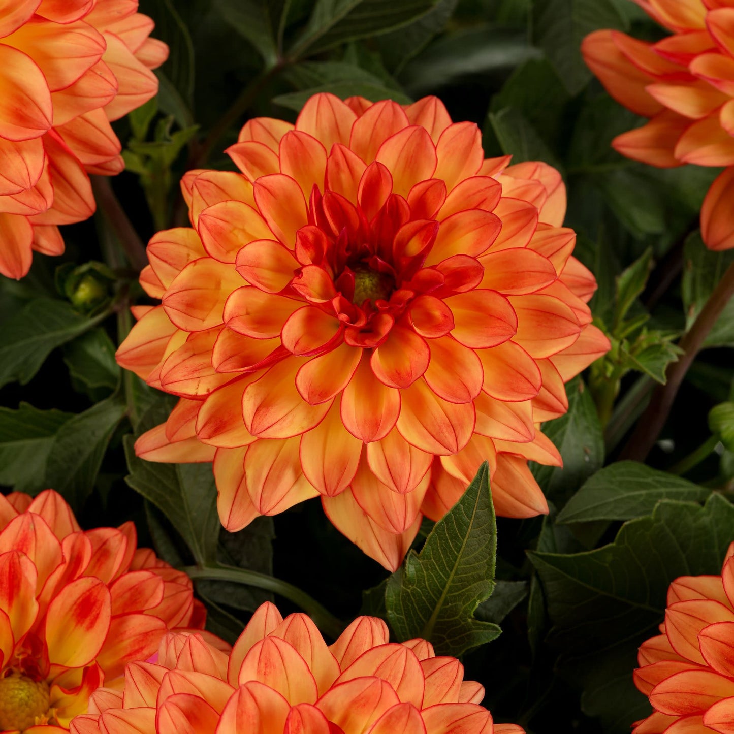 Limited Edition Royale™ | Proven Selections® Dalina® Grande Tequila Dahlia