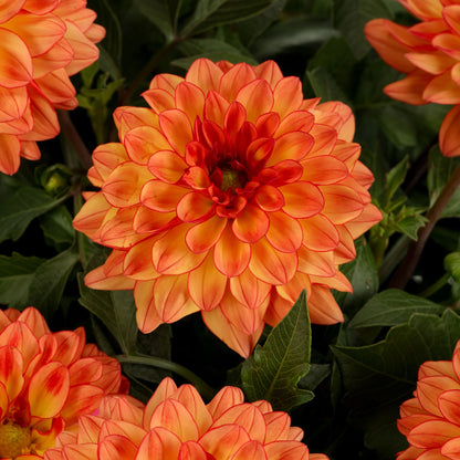 Limited Edition Royale™ | Proven Selections® Dalina® Grande Tequila Dahlia