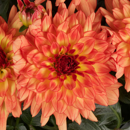 Limited Edition Royale™ | Proven Selections® Dalina® Grande Tequila Dahlia