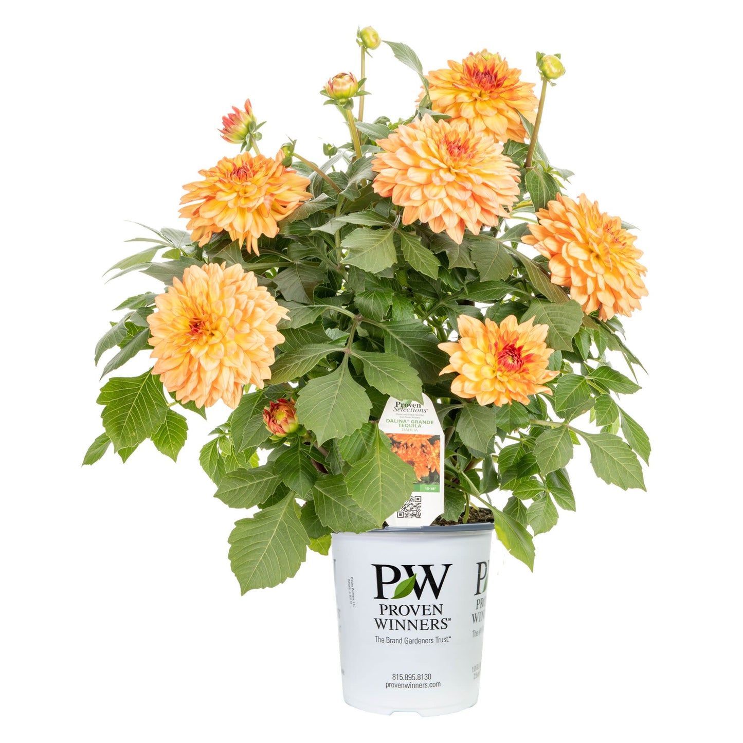 Limited Edition Royale™ | Proven Selections® Dalina® Grande Tequila Dahlia