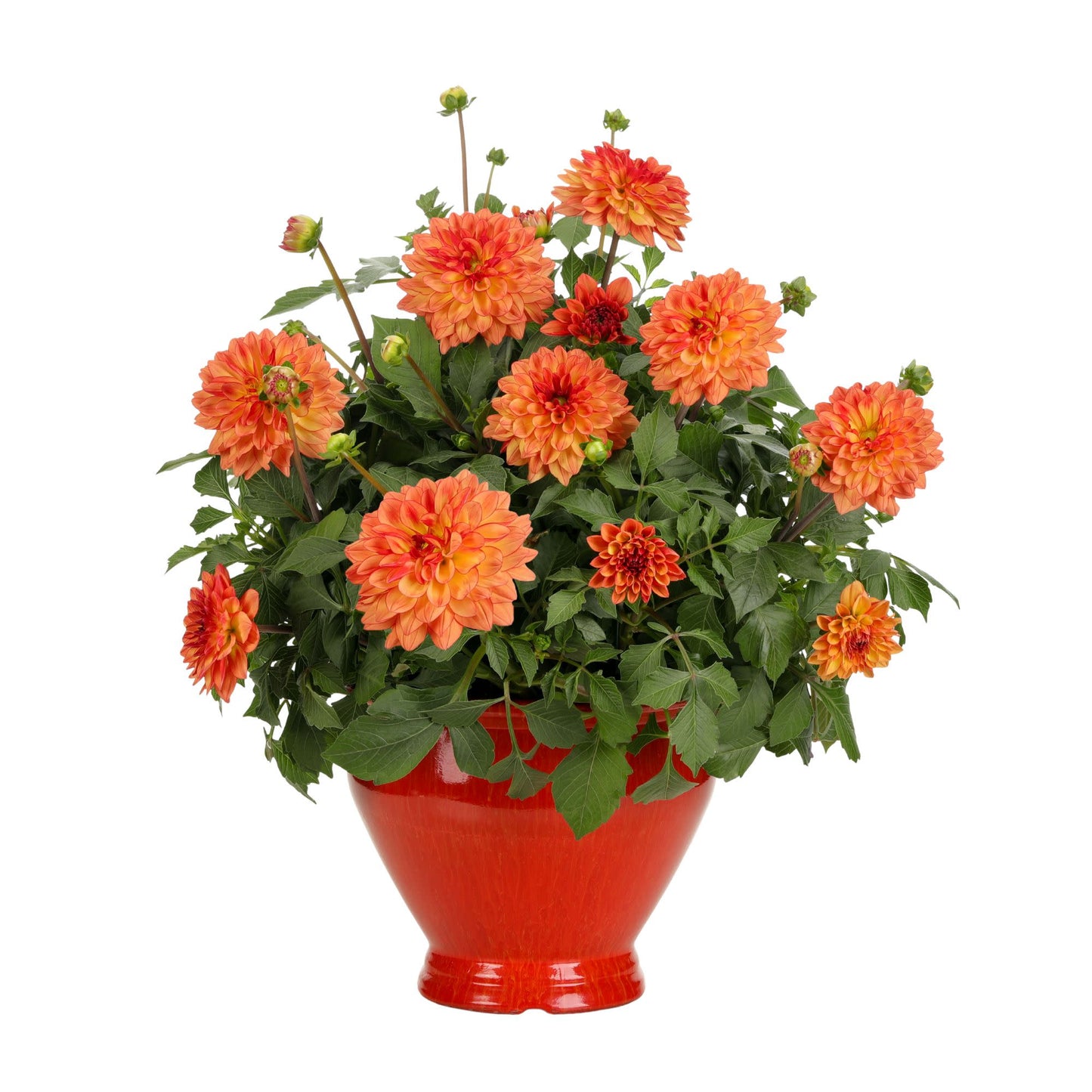 Limited Edition Royale™ | Proven Selections® Dalina® Grande Tequila Dahlia