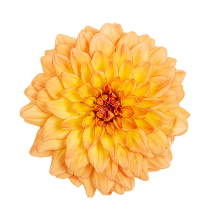 Limited Edition Royale™ | Proven Selections® Dalina® Grande Tequila Dahlia