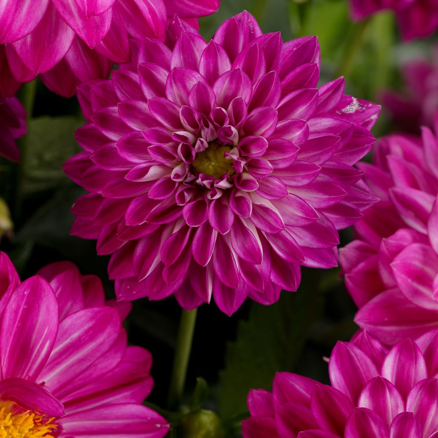 Limited Edition Royale™ | Proven Selections® Dalina® Grande Cadena Dahlia