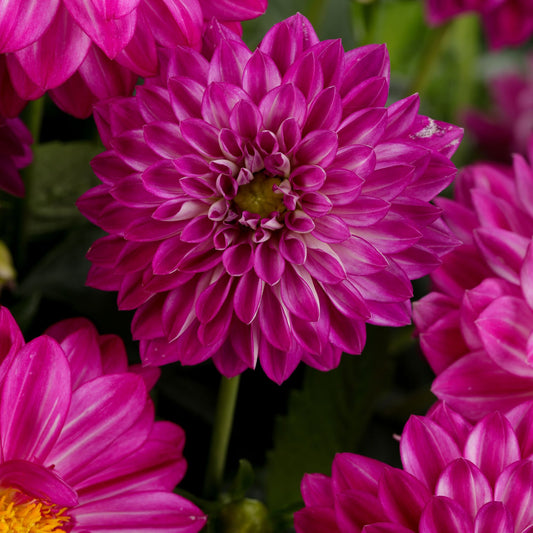 Limited Edition Royale™ | Proven Selections® Dalina® Grande Cadena Dahlia