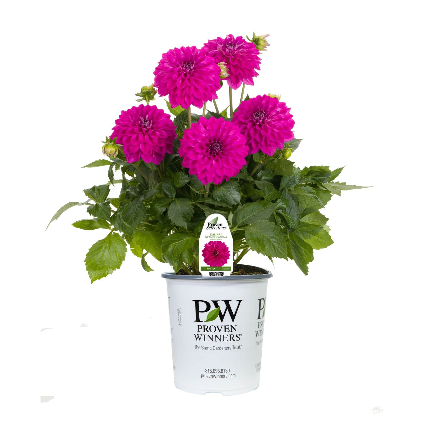 Limited Edition Royale™ | Proven Selections® Dalina® Grande Cadena Dahlia
