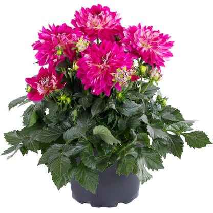 Limited Edition Royale™ | Proven Selections® Dalina® Grande Cadena Dahlia