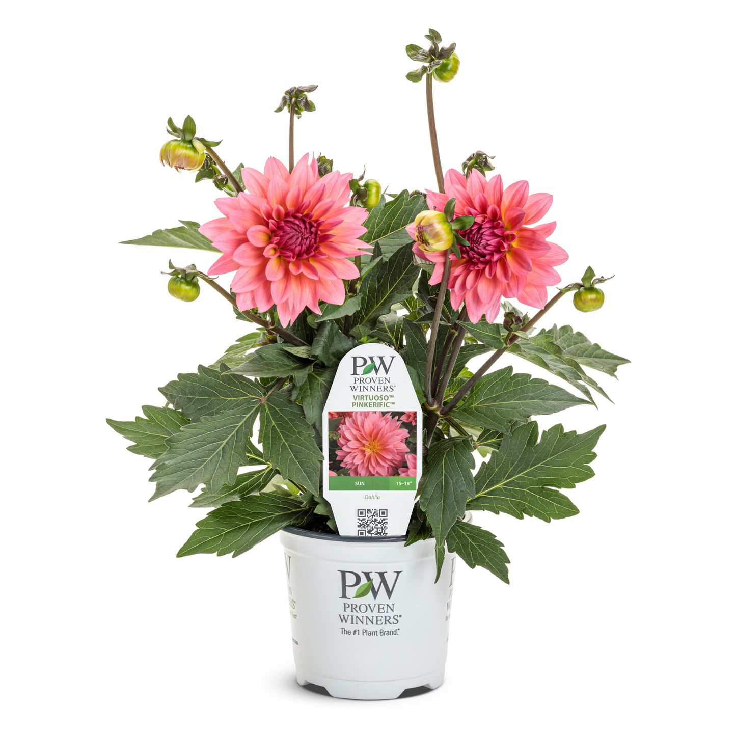 Limited Edition Royale™ | Virtuoso™ Pinkerific™ Dahlia (Dahlia variabilis)
