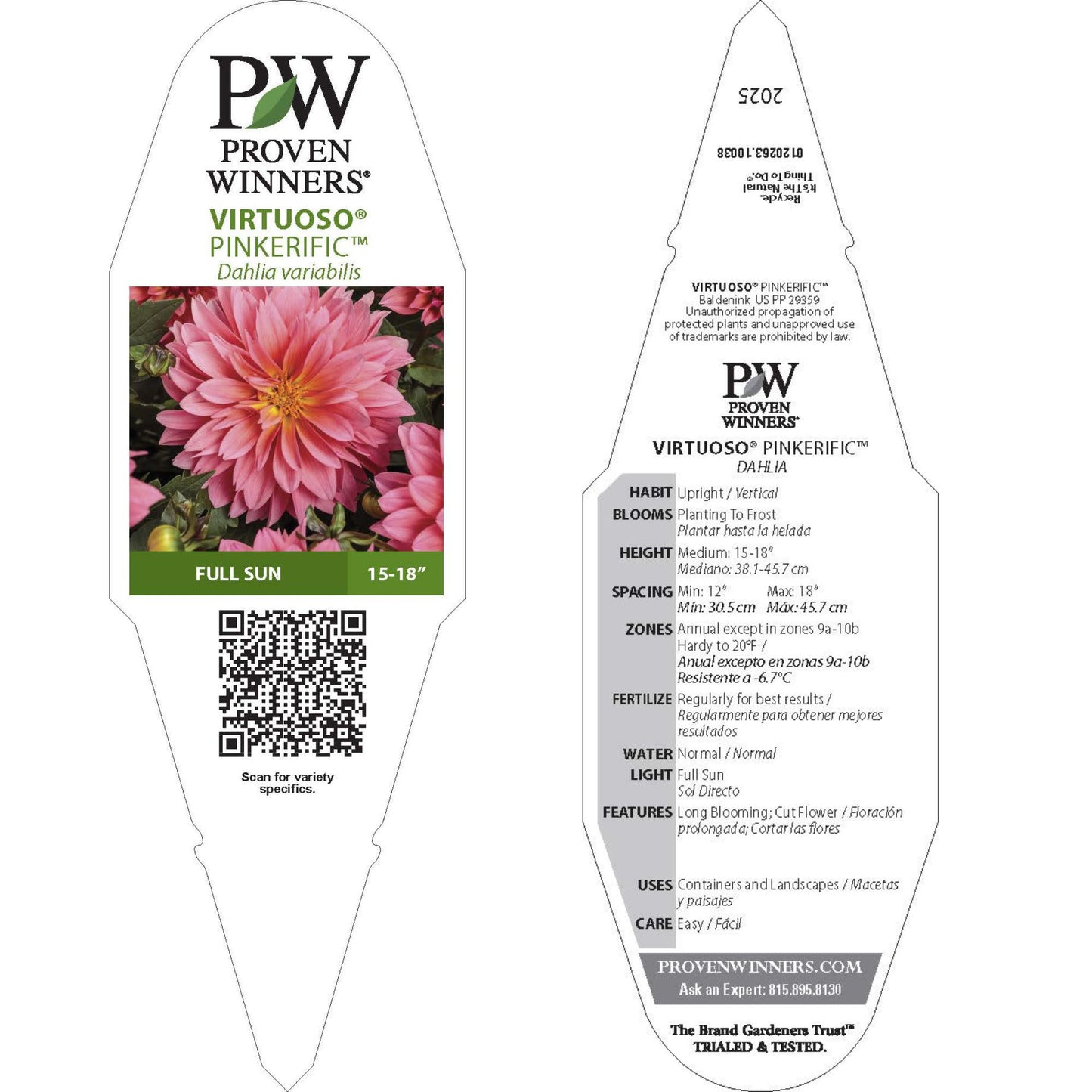 Virtuoso™ Pinkerific™ Dahlia (Dahlia variabilis)