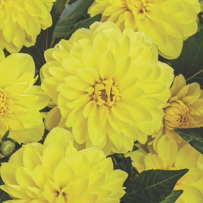 Limited Edition Royale™ | Virtuoso™ Dayglo Yellow™ Dahlia (Dahlia variabilis)