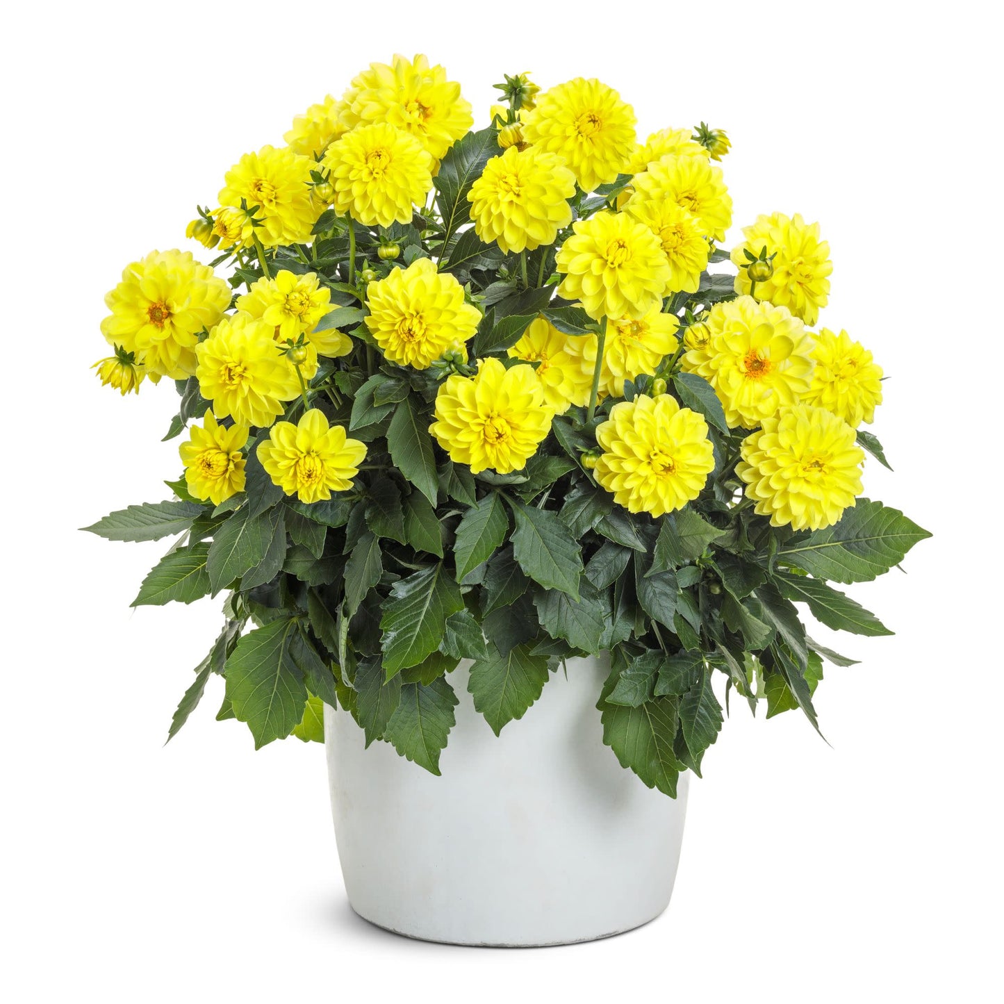 Virtuoso™ Dayglo Yellow™ Dahlia (Dahlia variabilis)