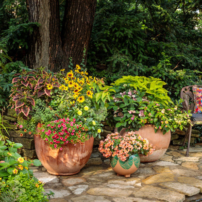 Limited Edition Royale™ | Virtuoso™ Dayglo Yellow™ Dahlia (Dahlia variabilis)