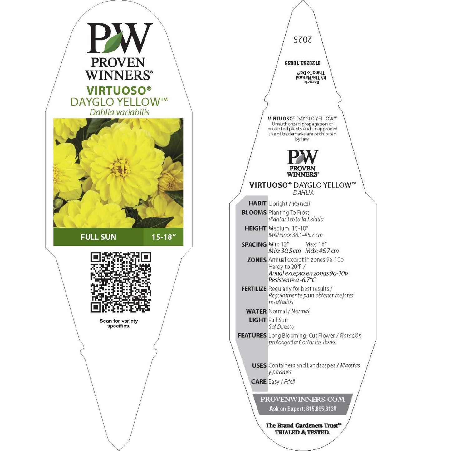 Limited Edition Royale™ | Virtuoso™ Dayglo Yellow™ Dahlia (Dahlia variabilis)