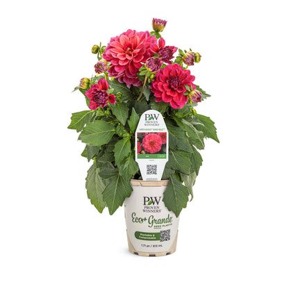 Virtuoso™ Rad Raz® Dahlia (Dahlia variabilis)