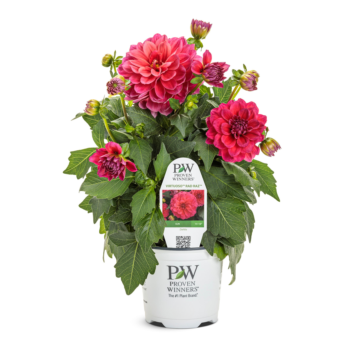 Limited Edition Royale™ | Virtuoso™ Rad Raz® Dahlia (Dahlia variabilis)