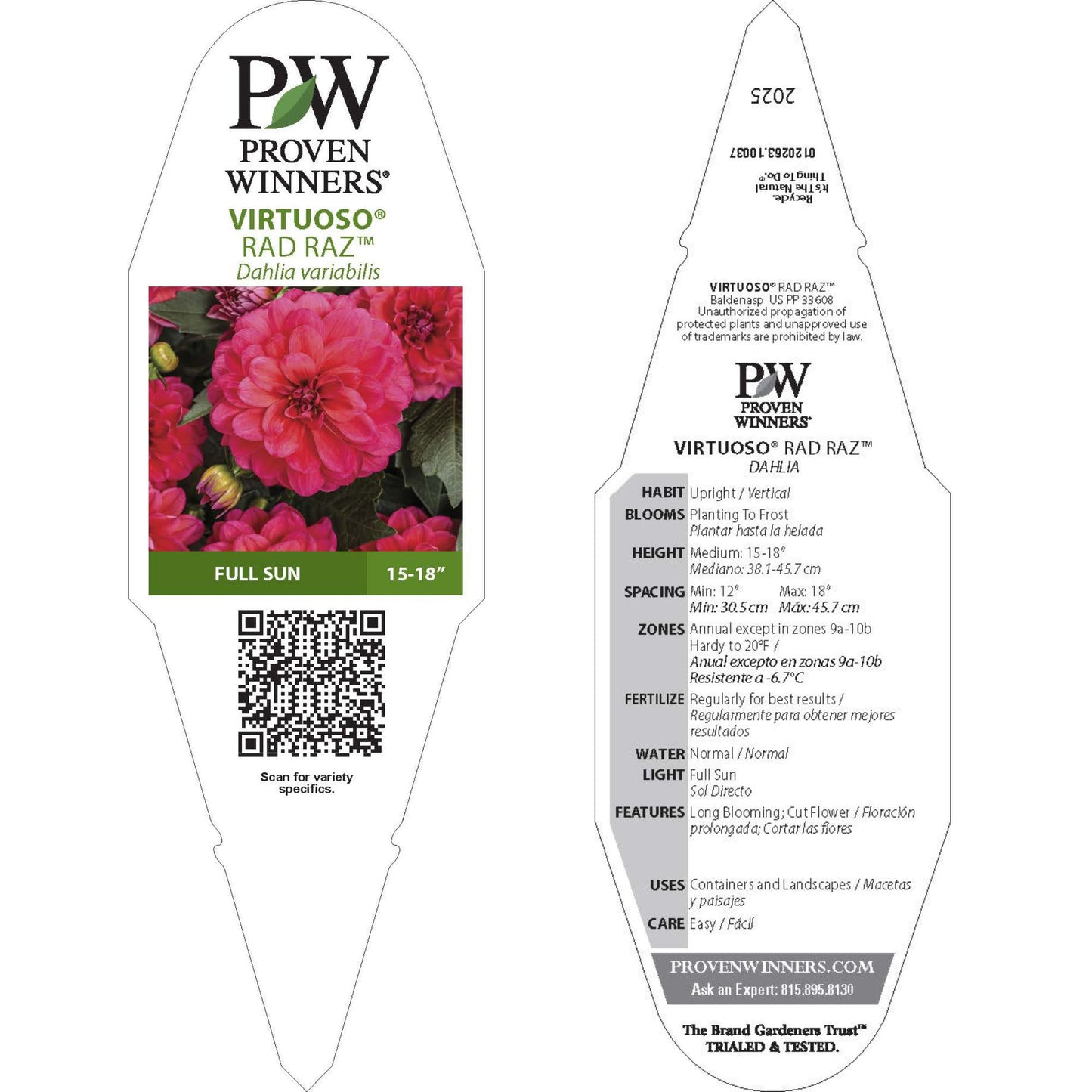 Limited Edition Royale™ | Virtuoso™ Rad Raz® Dahlia (Dahlia variabilis)