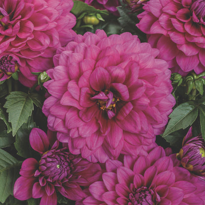 Virtuoso™ Vibrant Violet™ Dahlia (Dahlia variabilis)