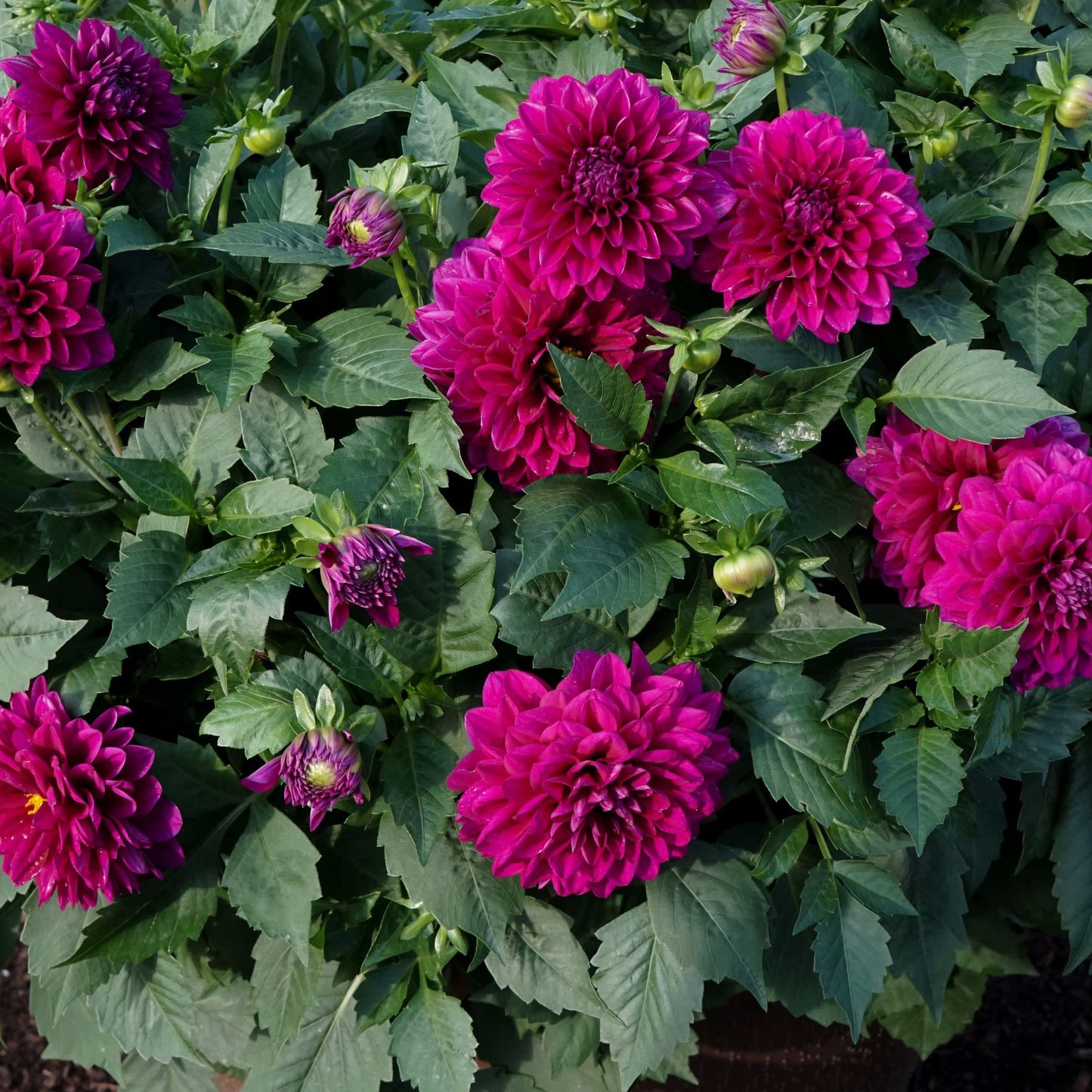 Virtuoso™ Vibrant Violet™ Dahlia (Dahlia variabilis)