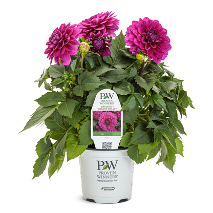 Limited Edition Royale™ | Virtuoso™ Vibrant Violet™ Dahlia (Dahlia variabilis)