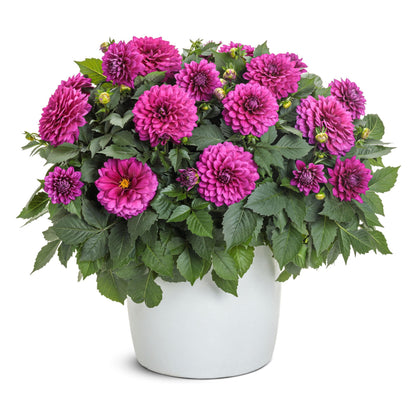 Virtuoso™ Vibrant Violet™ Dahlia (Dahlia variabilis)