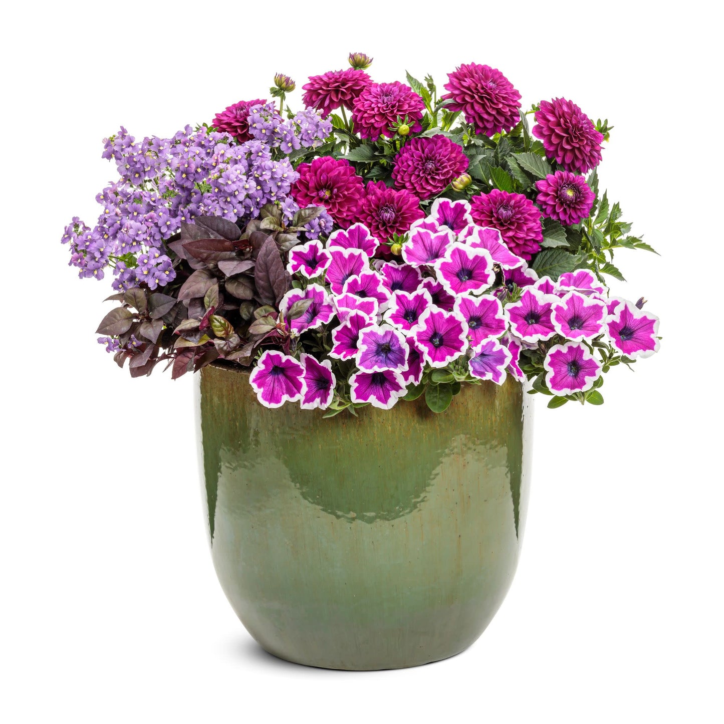 Virtuoso™ Vibrant Violet™ Dahlia (Dahlia variabilis)