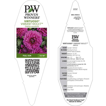 Virtuoso™ Vibrant Violet™ Dahlia (Dahlia variabilis)