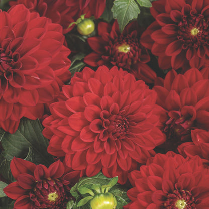Virtuoso™ Classy Carmine™ Dahlia (Dahlia variabilis)