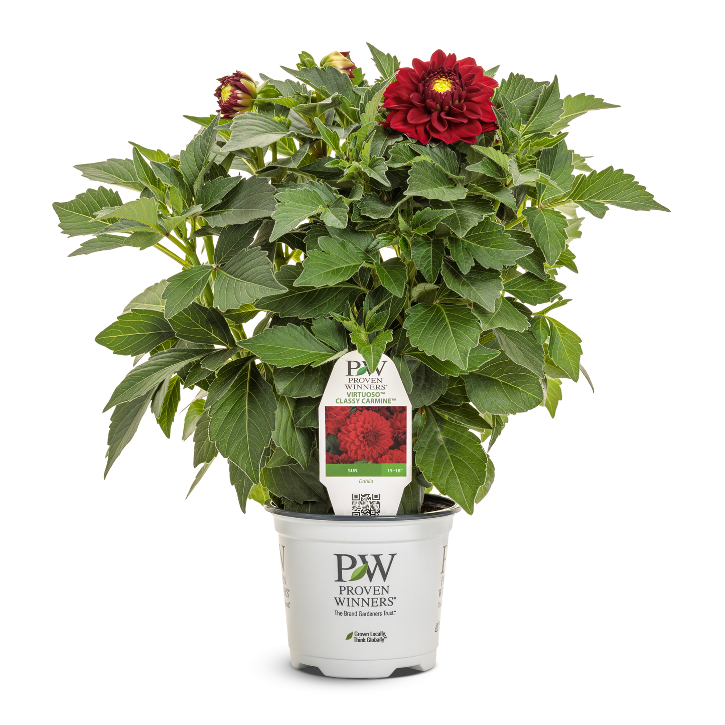 Limited Edition Royale™ | Virtuoso™ Classy Carmine™ Dahlia (Dahlia variabilis)