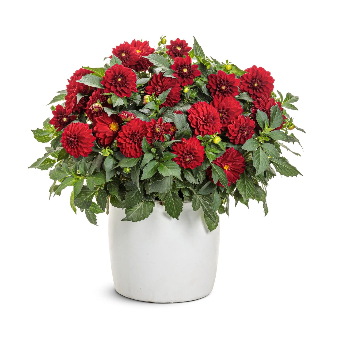 Limited Edition Royale™ | Virtuoso™ Classy Carmine™ Dahlia (Dahlia variabilis)