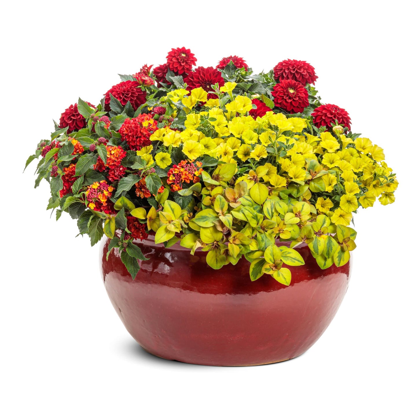 Limited Edition Royale™ | Virtuoso™ Classy Carmine™ Dahlia (Dahlia variabilis)