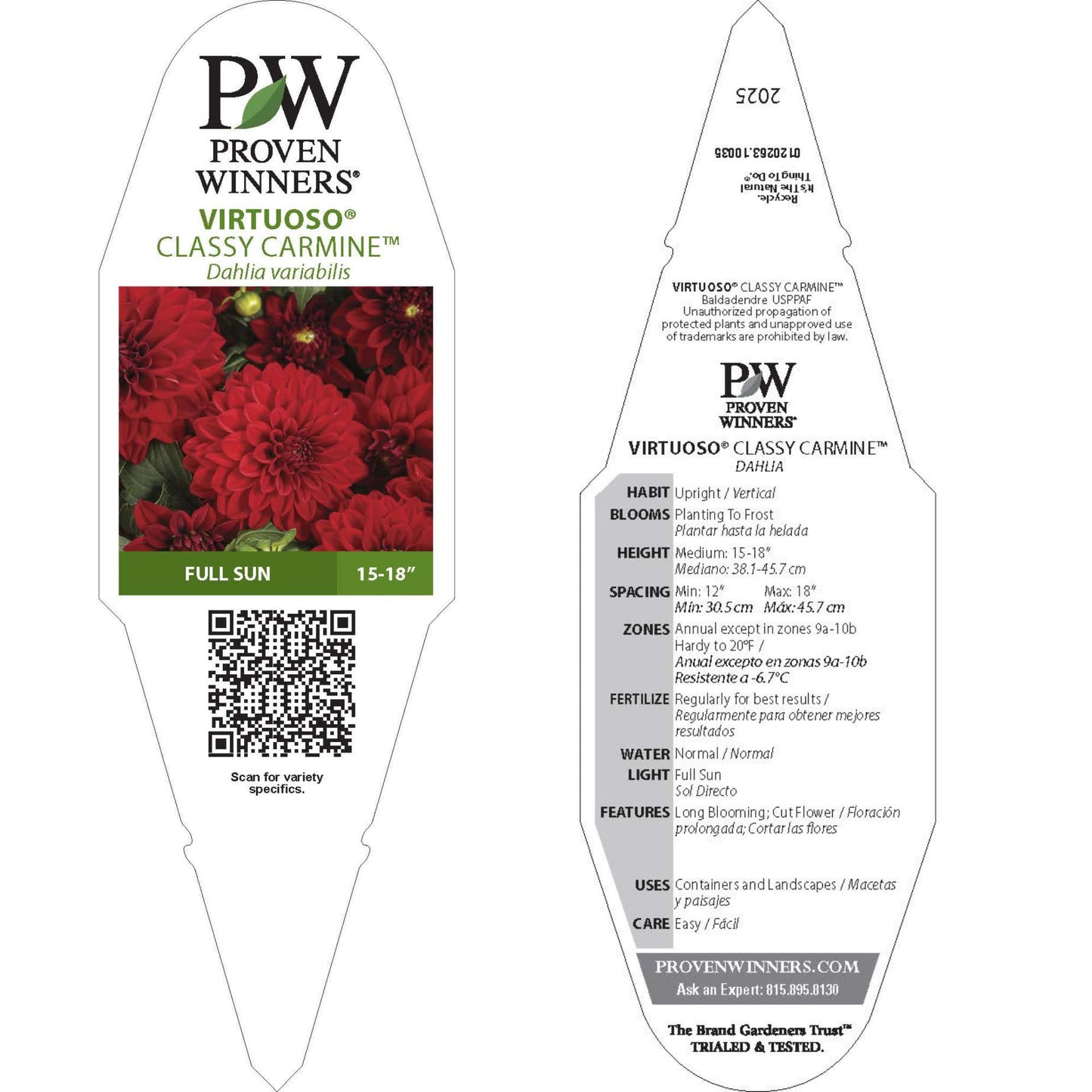 Virtuoso™ Classy Carmine™ Dahlia (Dahlia variabilis)
