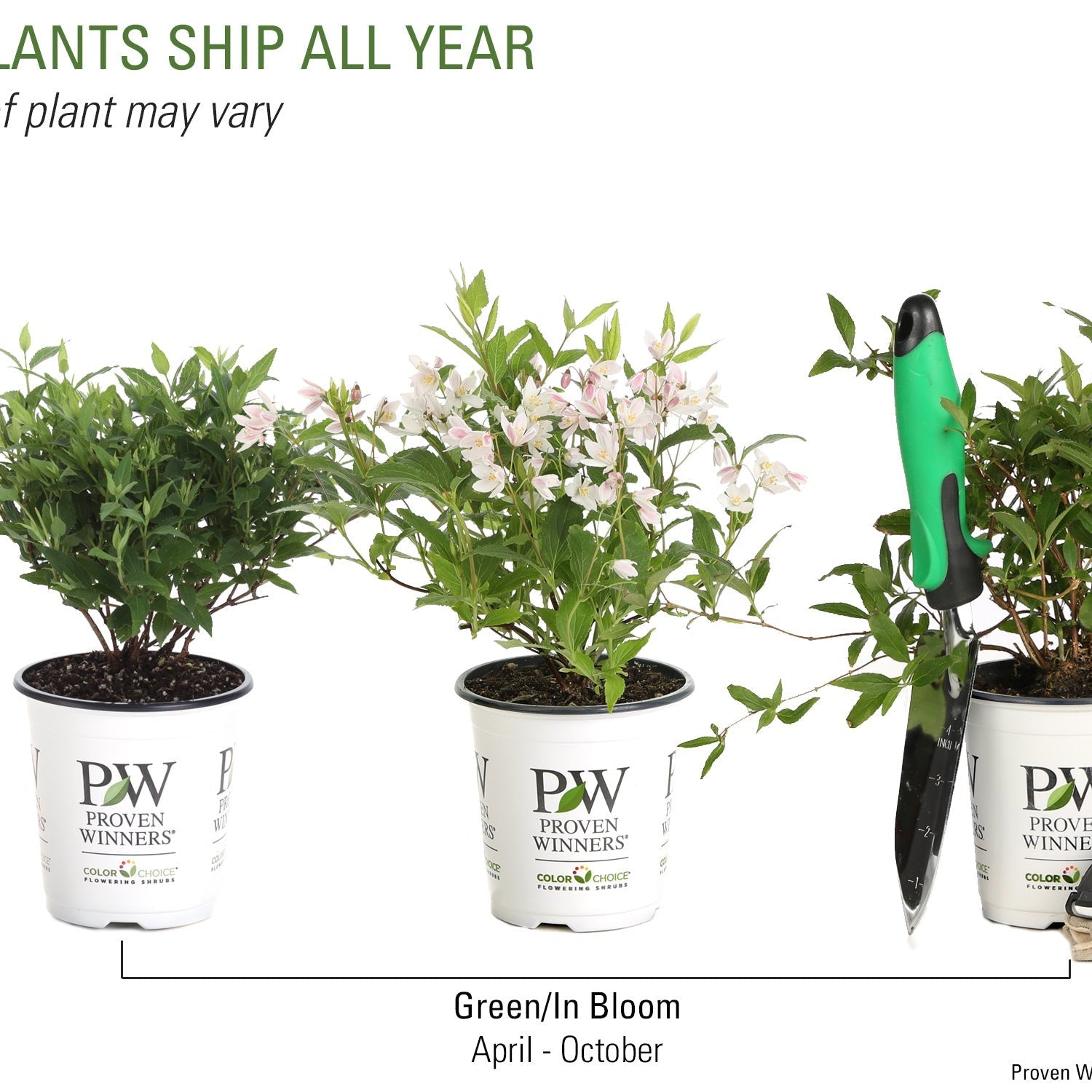 Deutzia | Yuki Cherry Blossom® | Proven Winners® Shrubs – Proven