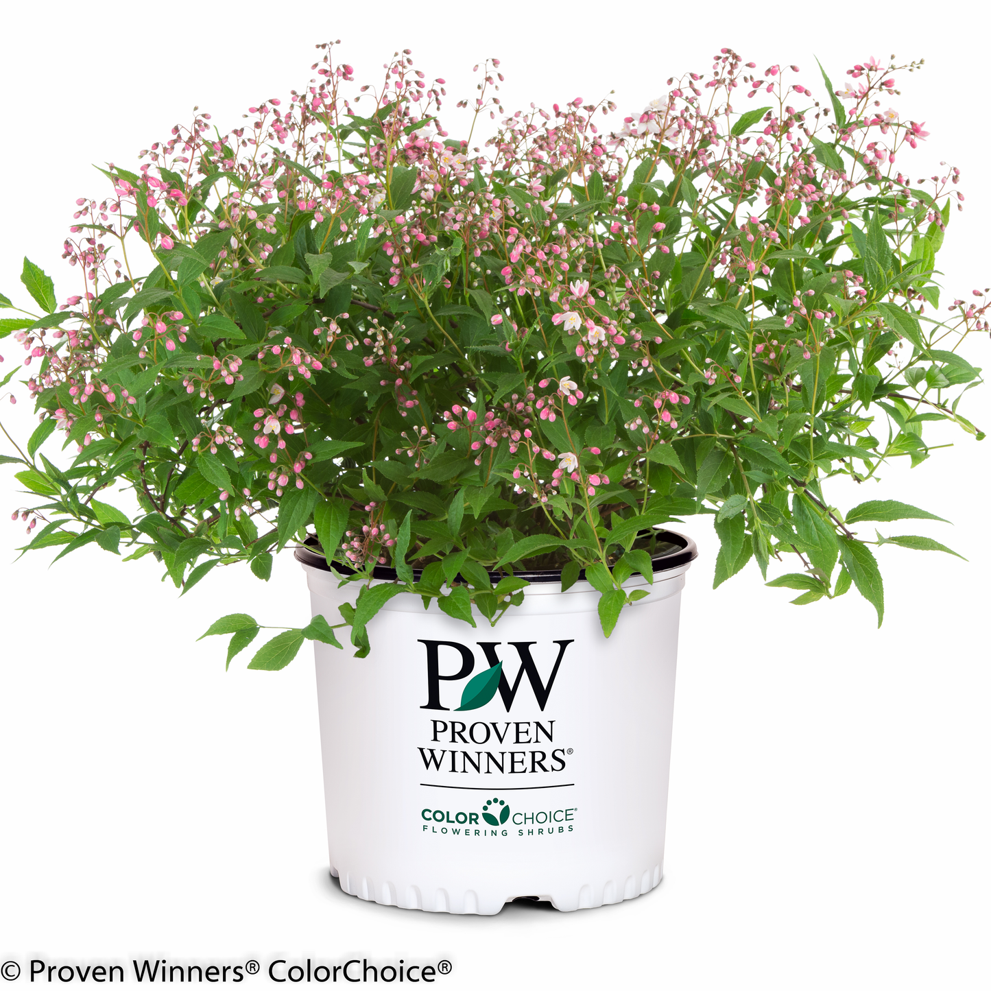 Yuki Cherry Blossom® Deutzia
