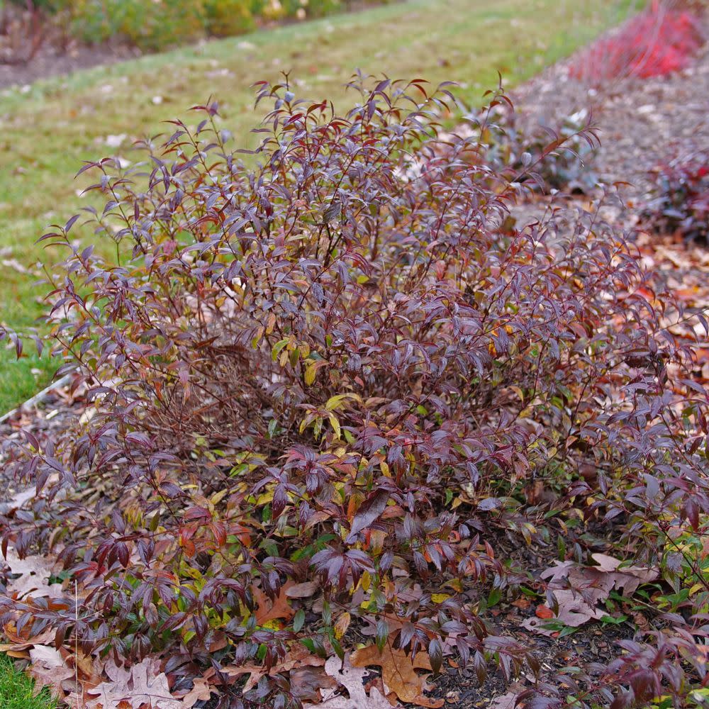 Yuki Kabuki® Deutzia