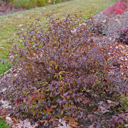 Yuki Kabuki® Deutzia