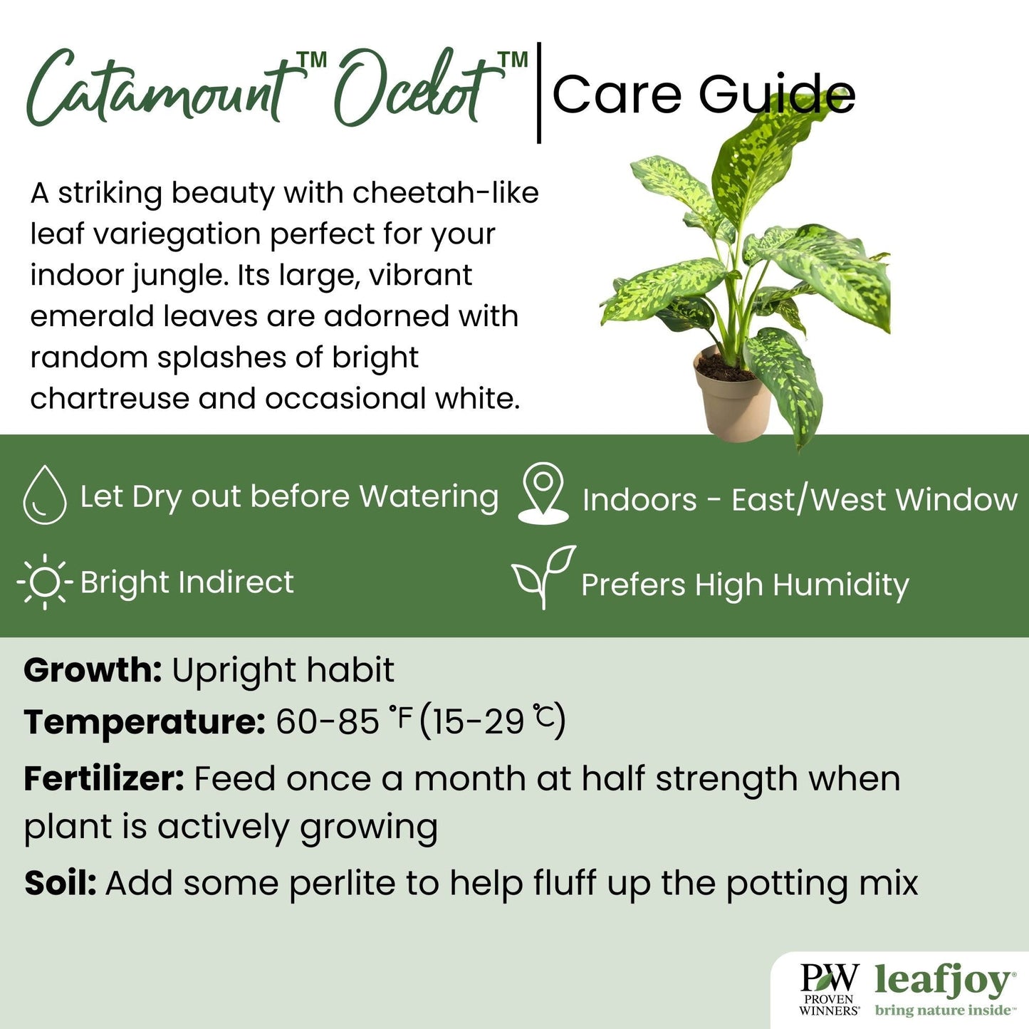 leafjoy® Catamount™ Ocelot™ Dumb Cane detailed care information.
