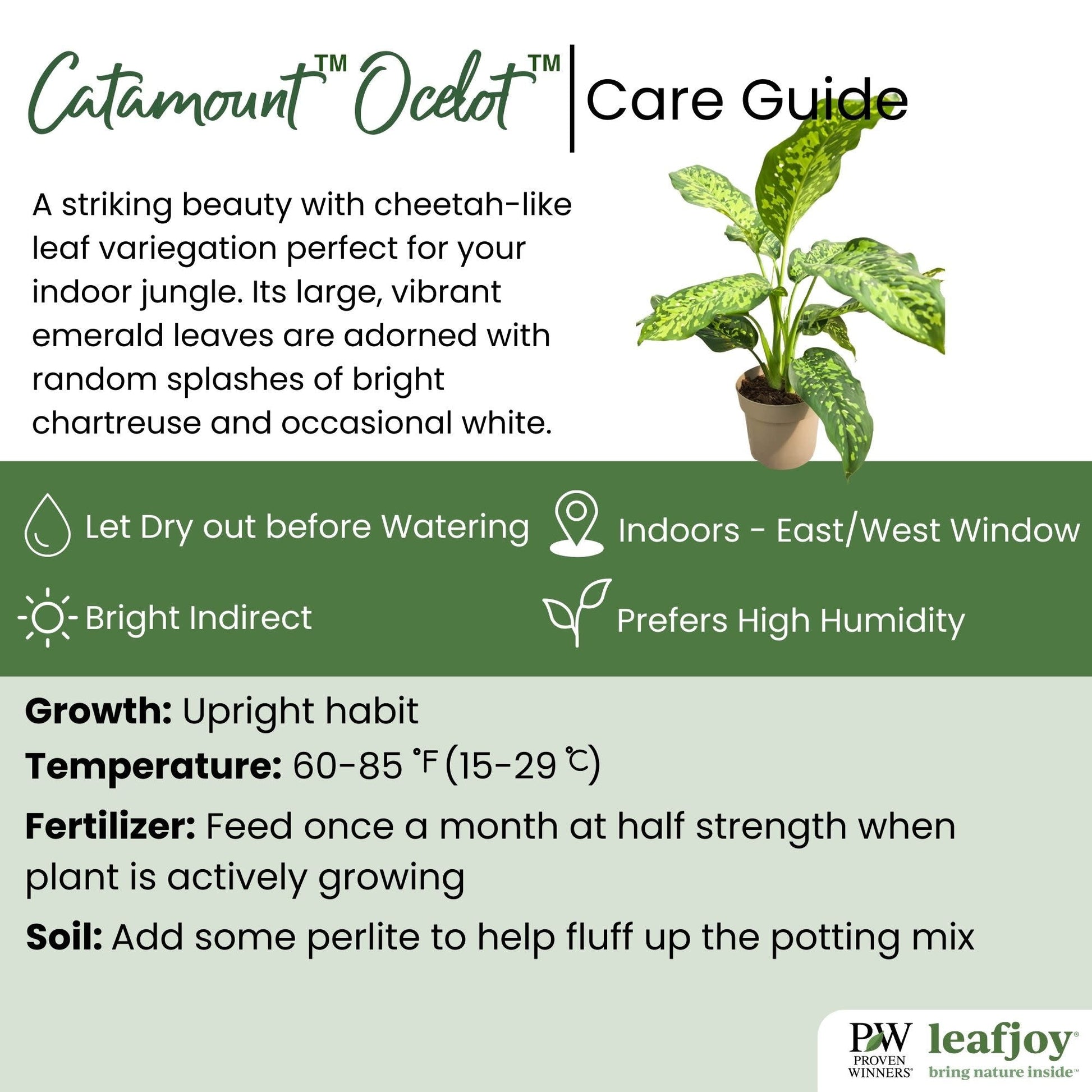 leafjoy® Catamount™ Ocelot™ Dumb Cane detailed care information.