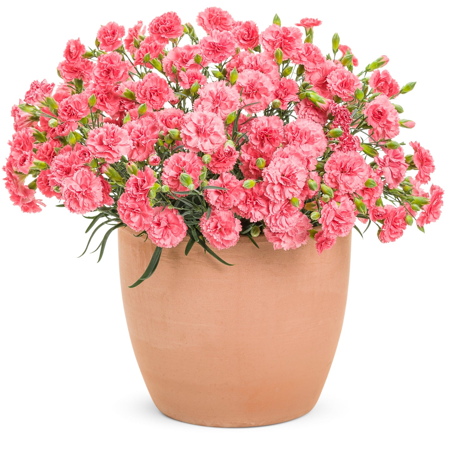 Fruit Punch® 'Classic Coral' Pinks (Dianthus hybrid)