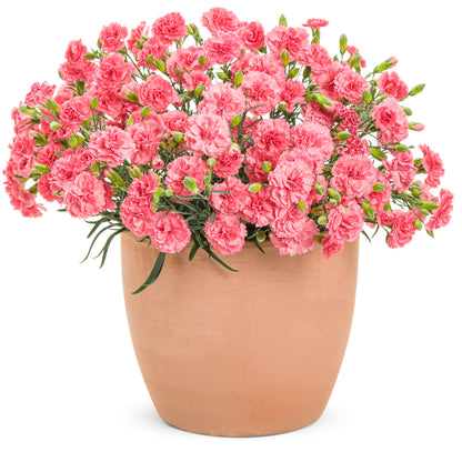 Fruit Punch® 'Classic Coral' Pinks (Dianthus hybrid)
