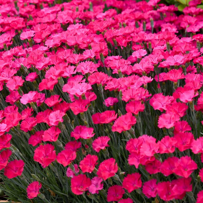 'Paint the Town Magenta' Pinks (Dianthus hybrid)