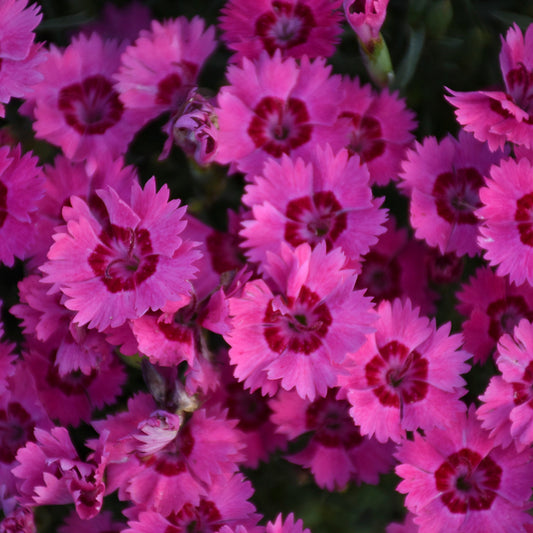 'Paint the Town Fancy' Pinks (Dianthus hybrid)