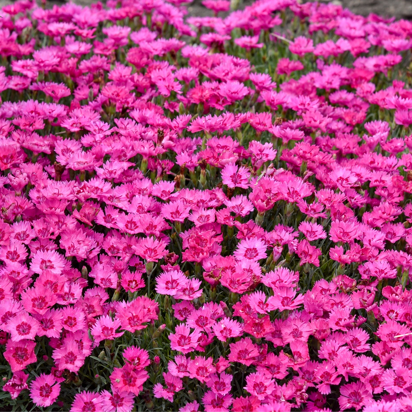 'Paint the Town Fancy' Pinks (Dianthus hybrid)