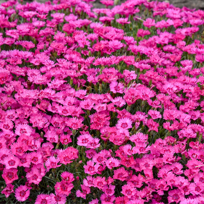 'Paint the Town Fancy' Pinks (Dianthus hybrid)