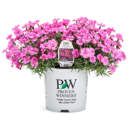 'Paint the Town Fancy' Pinks (Dianthus hybrid)