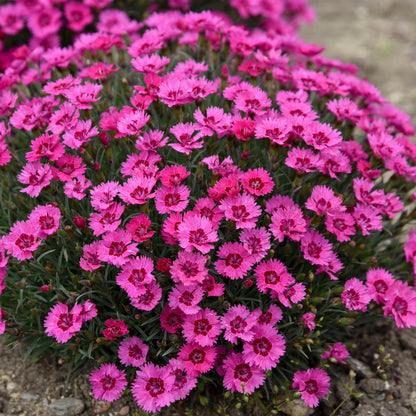 'Paint the Town Fancy' Pinks (Dianthus hybrid)