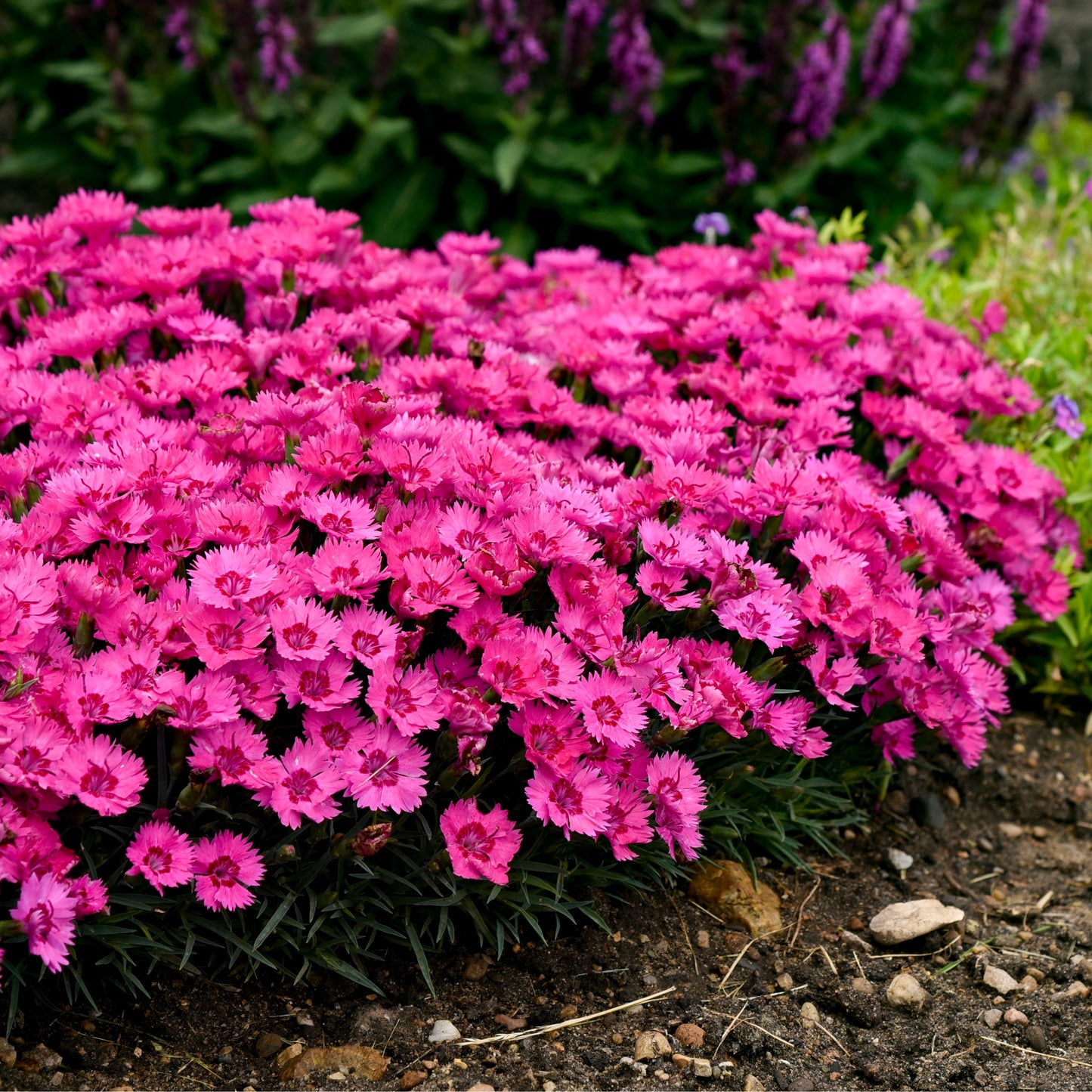 'Paint the Town Fancy' Pinks (Dianthus hybrid)