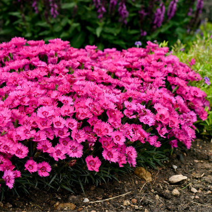 'Paint the Town Fancy' Pinks (Dianthus hybrid)