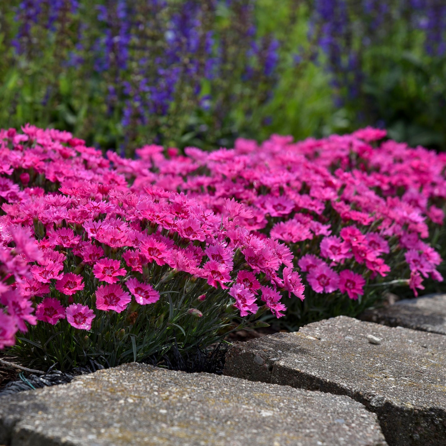 'Paint the Town Fancy' Pinks (Dianthus hybrid)