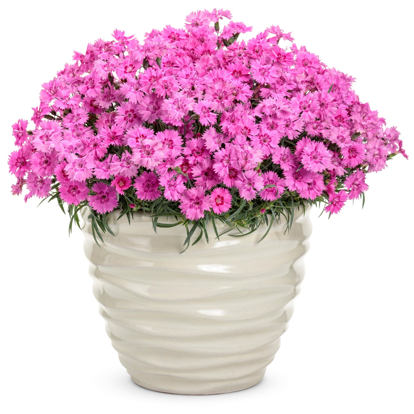 'Paint the Town Fancy' Pinks (Dianthus hybrid)